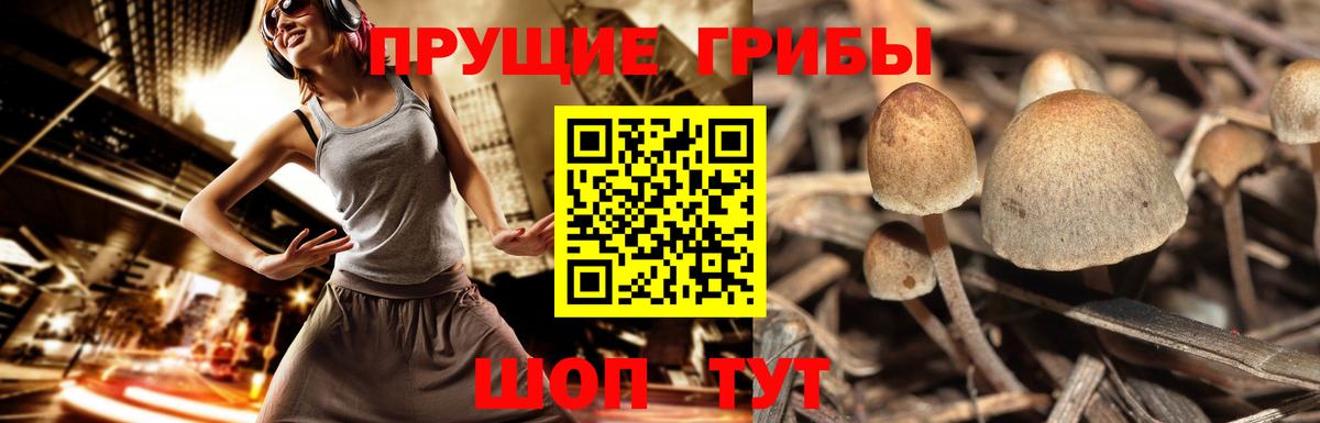 Фрязино  Псилоцибиновые грибы Cubensis  Вход с VPN 